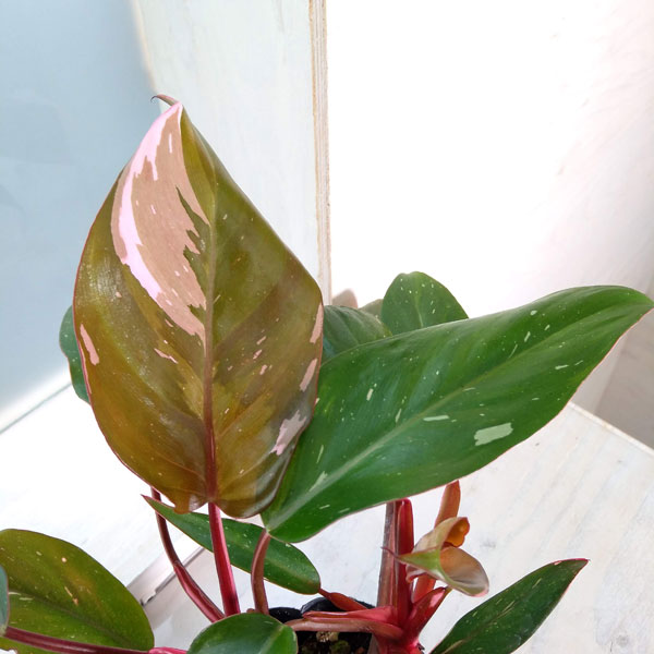 フィロデンドロン：ピンクプリンセス　3.5号鉢植え