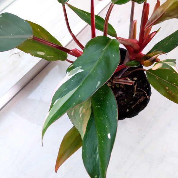 フィロデンドロン：ピンクプリンセス　3.5号鉢植え