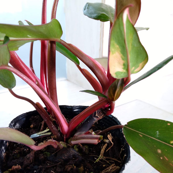 フィロデンドロン：ピンクプリンセス　3.5号鉢植え