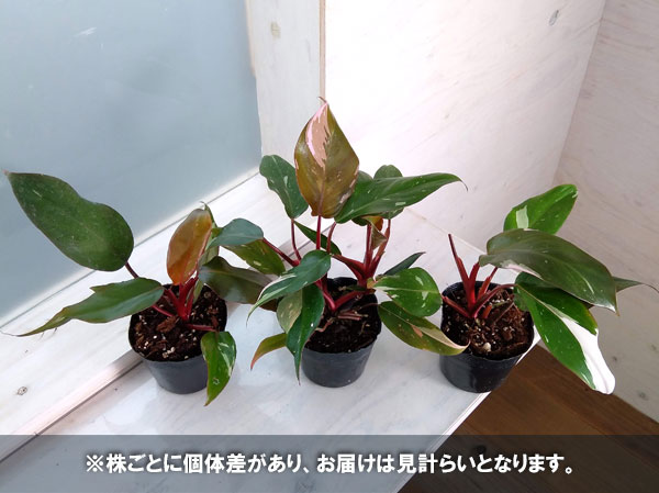 フィロデンドロン：ピンクプリンセス　3.5号鉢植え