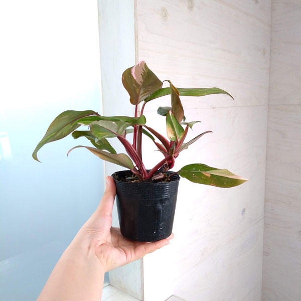 フィロデンドロン：ピンクプリンセス　3.5号鉢植え