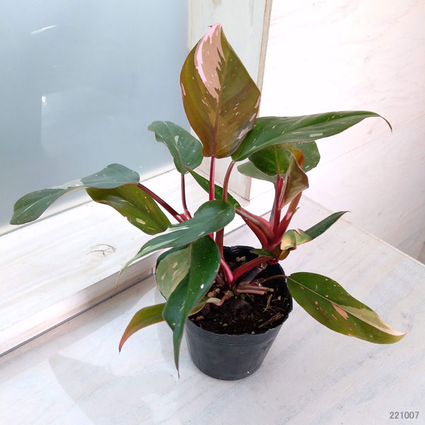 フィロデンドロン：ピンクプリンセス　3.5号鉢植え