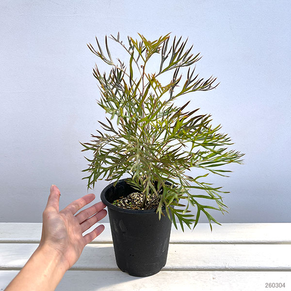 グレビレア:ココナッツアイス5号ポット