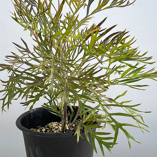 グレビレア:ココナッツアイス5号ポット