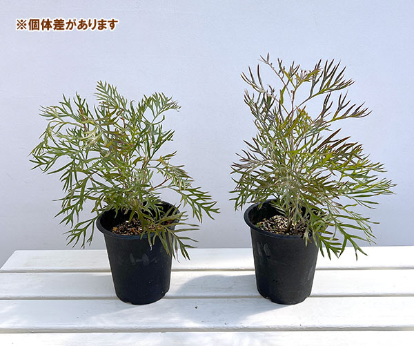 グレビレア:ココナッツアイス5号ポット