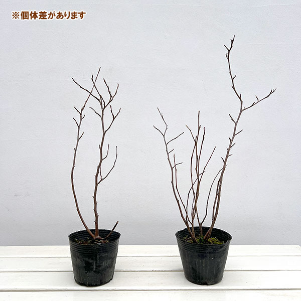 フォサギラ（シロバナマンサク）：ブルーシャドウ4号ポット