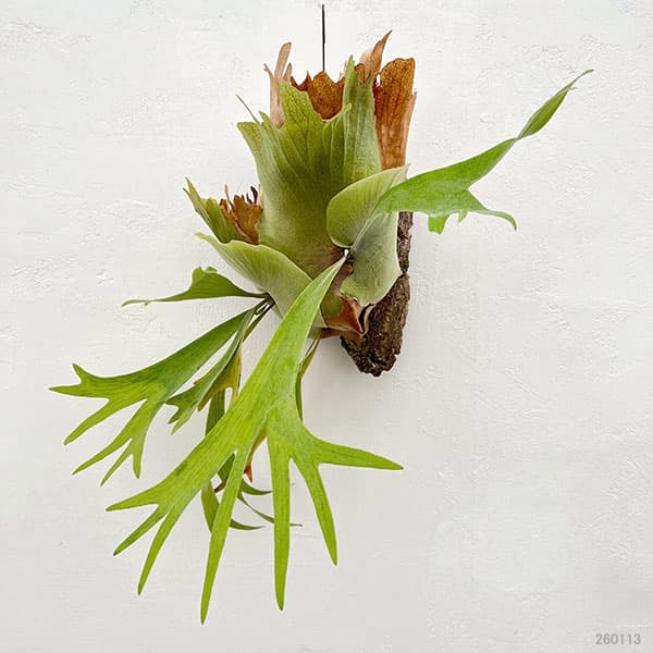 [送料無料]（わけあり特価）ビカクシダ（コウモリラン）：フーンシキ　コルク板付け仕立て