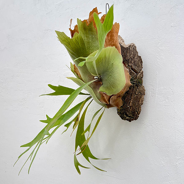 [送料無料]（わけあり特価）ビカクシダ（コウモリラン）：フーンシキ　コルク板付け仕立て