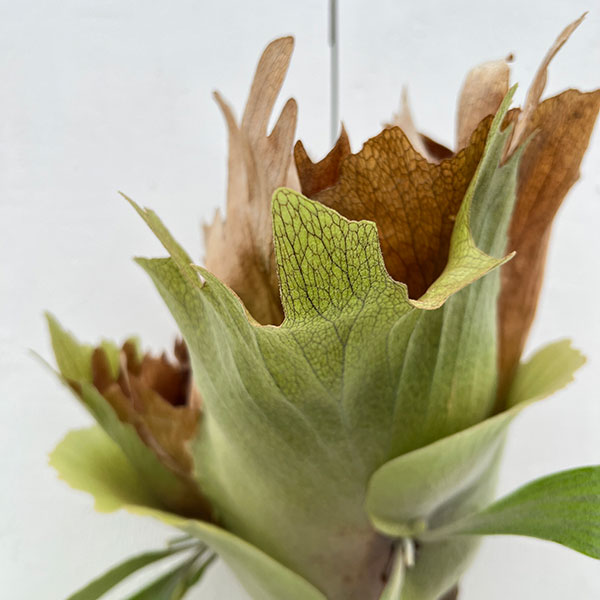 [送料無料]（わけあり特価）ビカクシダ（コウモリラン）：フーンシキ　コルク板付け仕立て