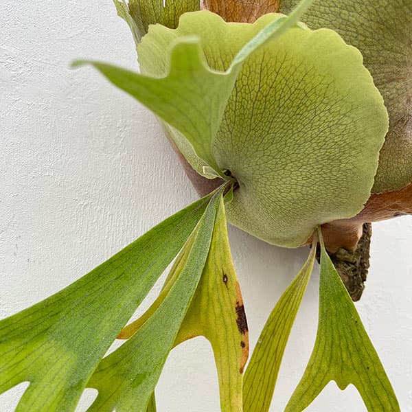 [送料無料]（わけあり特価）ビカクシダ（コウモリラン）：フーンシキ　コルク板付け仕立て