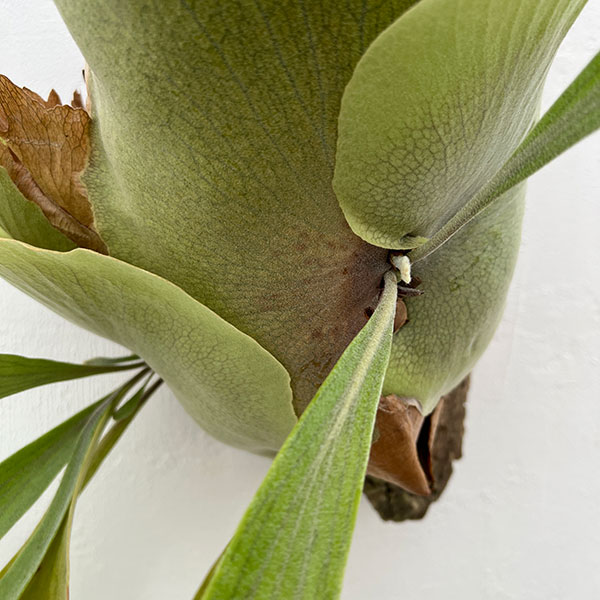 [送料無料]（わけあり特価）ビカクシダ（コウモリラン）：フーンシキ　コルク板付け仕立て