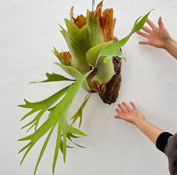 [送料無料]（わけあり特価）ビカクシダ（コウモリラン）：フーンシキ　コルク板付け仕立て