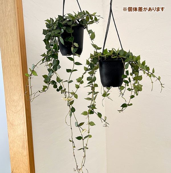 ホヤ：クローニアナ（花芽もしくは花座付き）　4号吊り鉢