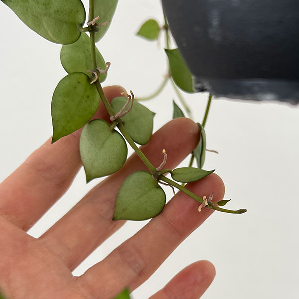 ホヤ：クローニアナ（花芽もしくは花座付き）　4号吊り鉢