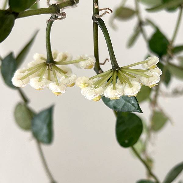 ホヤ：クローニアナ（花芽もしくは花座付き）　4号吊り鉢