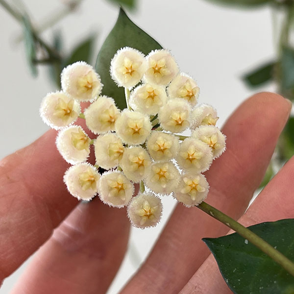 ホヤ：クローニアナ（花芽もしくは花座付き）　4号吊り鉢
