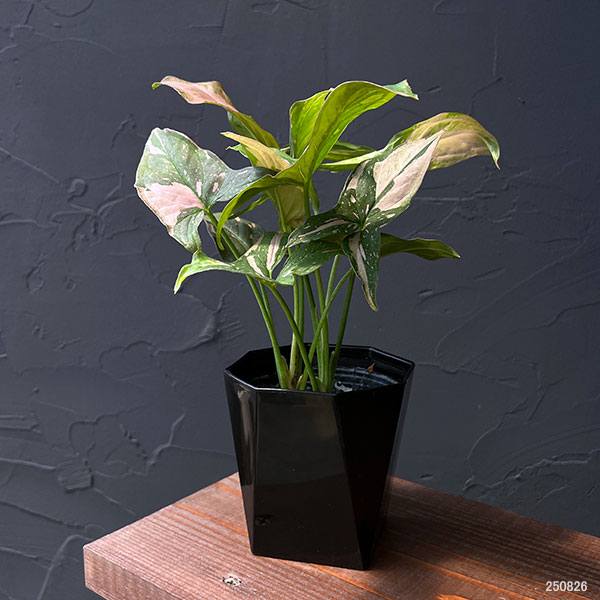 シンゴニウム:ピンクスプラッシュ 3.5号鉢植え