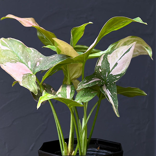 シンゴニウム:ピンクスプラッシュ 3.5号鉢植え