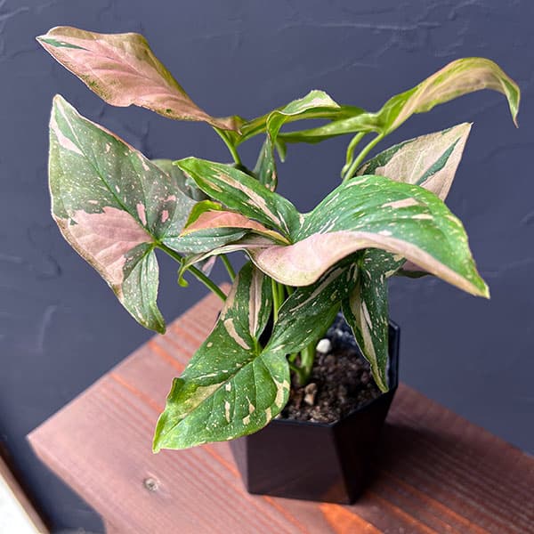 シンゴニウム:ピンクスプラッシュ 3.5号鉢植え