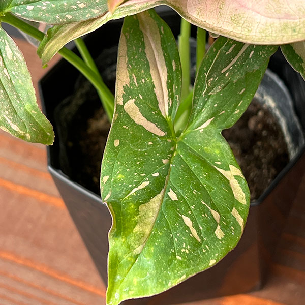 シンゴニウム:ピンクスプラッシュ 3.5号鉢植え