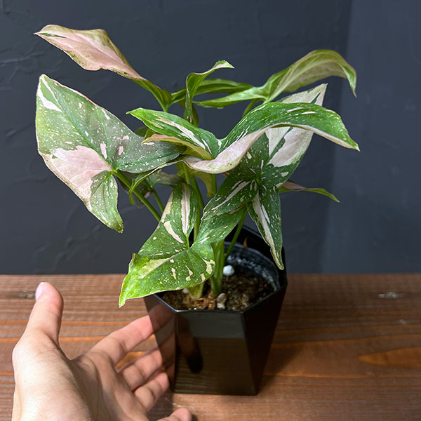 シンゴニウム:ピンクスプラッシュ 3.5号鉢植え