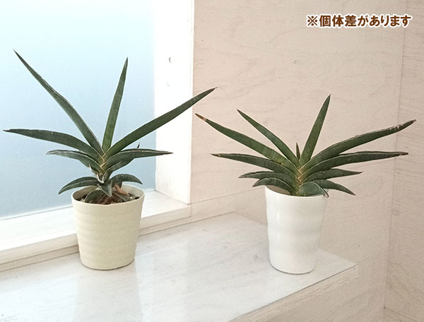 サンスベリア：エレンベルギー 4号 の通販 | 園芸ネット