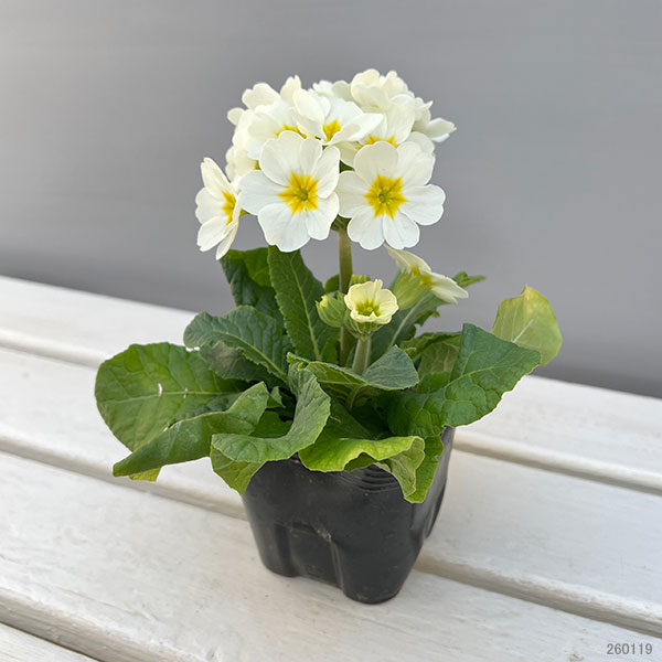 [26年11月中下旬予約]ガーデンプリムラ：アラカルトシュシュ(R)ホワイト(ver.2)3.5号ポット 6株セット