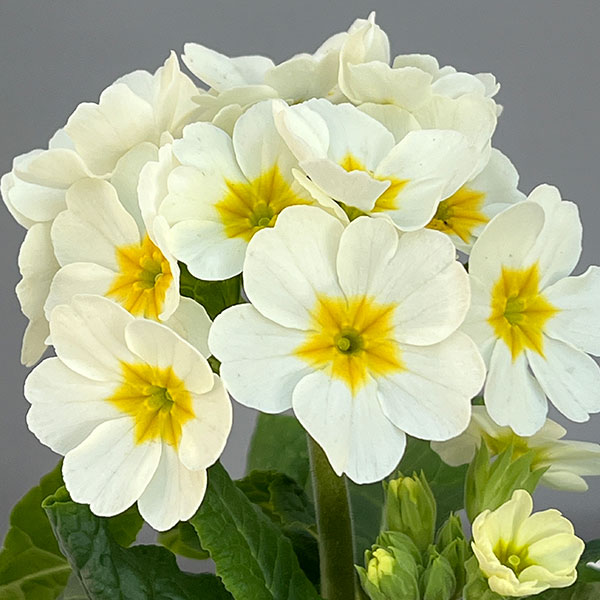 [26年11月中下旬予約]ガーデンプリムラ：アラカルトシュシュ(R)ホワイト(ver.2)3.5号ポット 6株セット