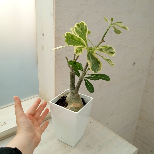 アデニウム：斑入り 4号23-08 の通販 | 園芸ネット