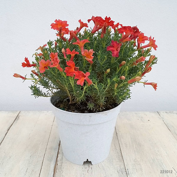 初恋草：ユーコレッドインパルス3.5号ポット