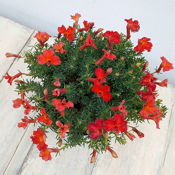 初恋草：ユーコレッドインパルス3.5号ポット