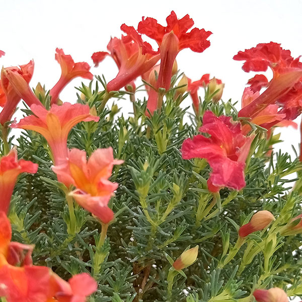 初恋草：ユーコレッドインパルス3.5号ポット