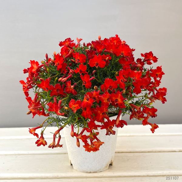 初恋草：ユーコレッドインパルス3.5号ポット