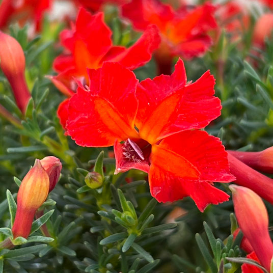 初恋草：ユーコレッドインパルス3.5号ポット