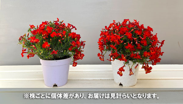 初恋草：ユーコレッドインパルス3.5号ポット