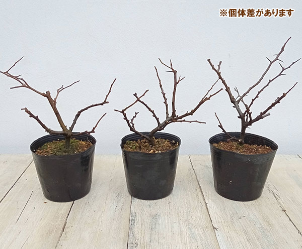 長寿梅(チョウジュバイ):白長寿梅3号ポット
