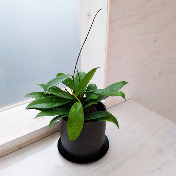 ホヤ：プビカリクス シルバーピンク3号　ミヤビ鉢ブラック入り