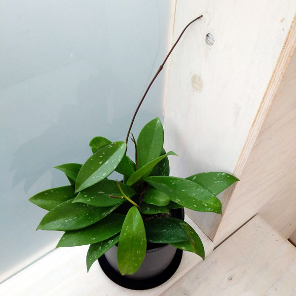 ホヤ：プビカリクス シルバーピンク3号　ミヤビ鉢ブラック入り