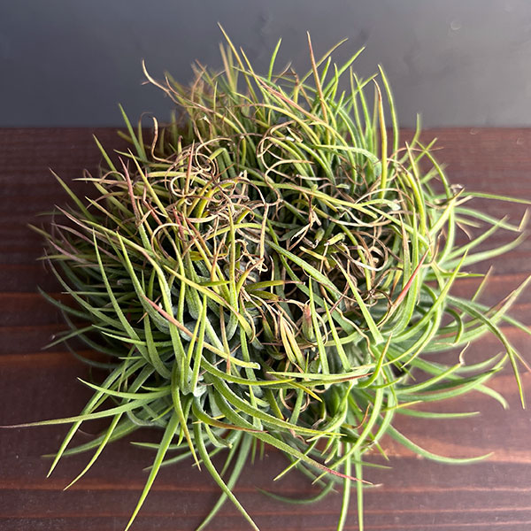 チランジア:Ionantha No.3041(クリスタータ綴化)