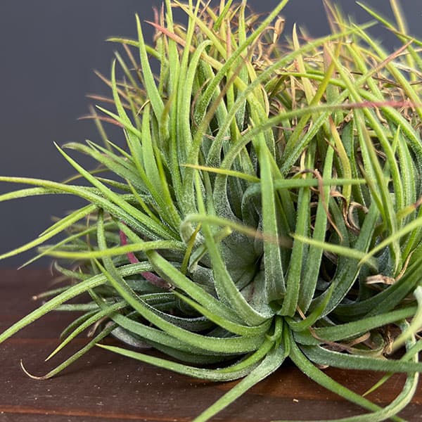 チランジア:Ionantha No.3041(クリスタータ綴化)