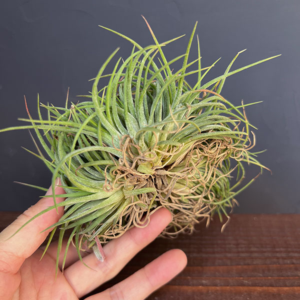 チランジア:Ionantha No.3041(クリスタータ綴化)