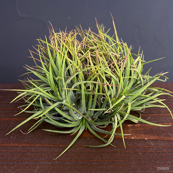 チランジア:Ionantha No.3041(クリスタータ綴化)