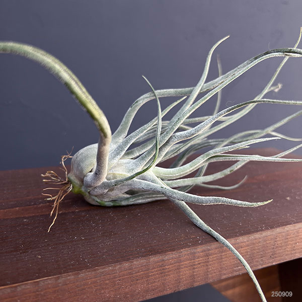 チランジア　タイ　Tillandsia Ty 美しすぎる壺型チランジア 【タイ】その特徴や相場は？