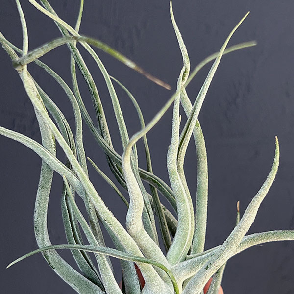 チランジア：T.Ty No.1（Normal size）