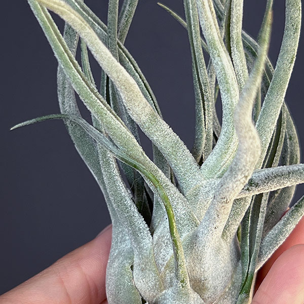 チランジア：T.Ty No.1（Normal size）