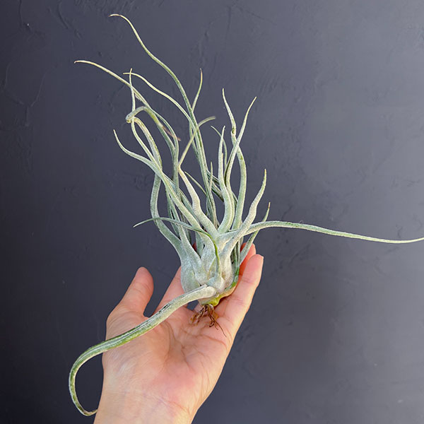 チランジア：T.Ty No.1（Normal size） の通販 | 園芸ネット