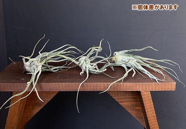 チランジア：T.Ty No.1（Normal size）