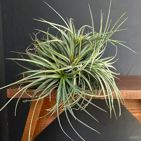 チランジア:T.Orenge Time No.1