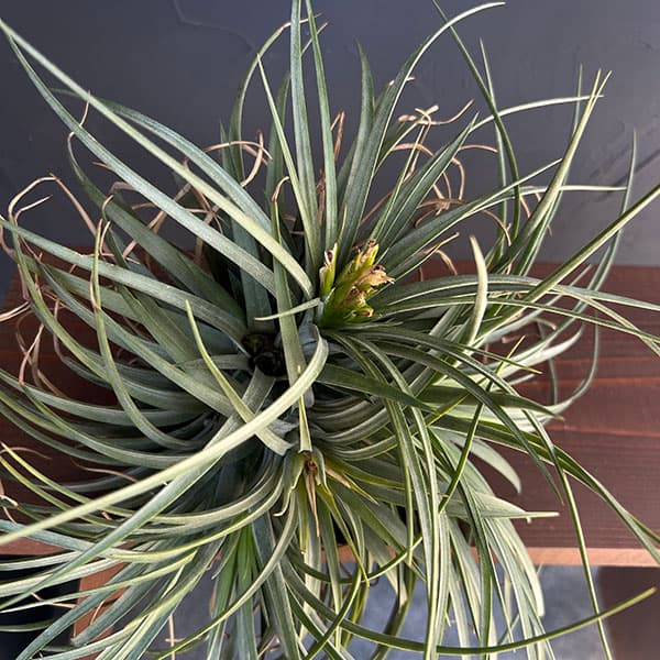 チランジア:T.Orenge Time No.1