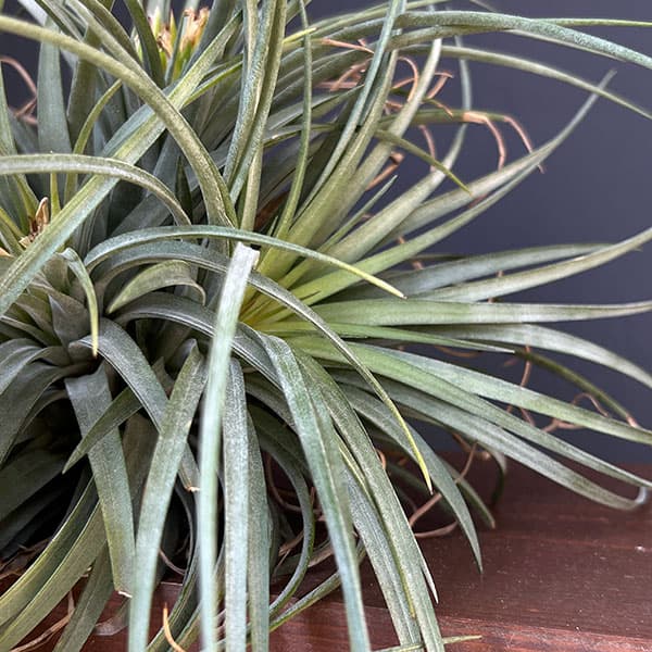 チランジア:T.Orenge Time No.1